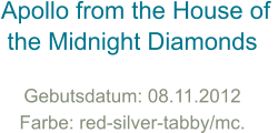 Apollo from the House of  the Midnight Diamonds Gebutsdatum: 08.11.2012 Farbe: red-silver-tabby/mc.