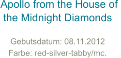 Apollo from the House of  the Midnight Diamonds Gebutsdatum: 08.11.2012 Farbe: red-silver-tabby/mc.